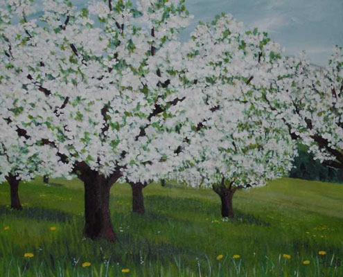 Apfelblüte Apfelblüte