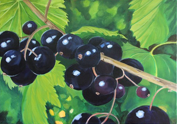 Schwarze Johannisbeeren Schwarze Johannisbeeren