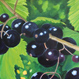 Schwarze Johannisbeeren